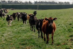 Cattle Vaccines
